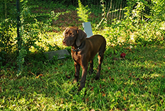 Ace on grassy grounds ...posing !!