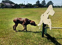 Ace is first time in public dog park .. little shy / ..discovering!!
