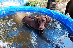 Ace the adventurous Brown Pointer puppy