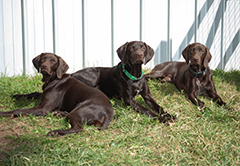 Alice, Luna and Leo wv..