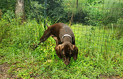 Alice DIB: 04/24/2025 | photo at 3 1/2mo old..