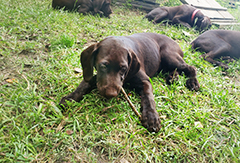 Alice - at her 4 month now ....