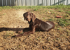 Alice - laying on the ground ..