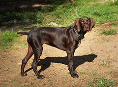Alice showing off her beautiful posture and coat! She's ready to take on the world.