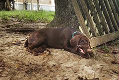 Argo at his 4 mo now