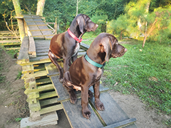 Argo with his sister Gaby