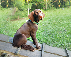 Argo at his 12 weeks...