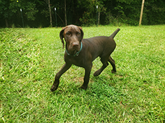 Argo at his 4 mo now