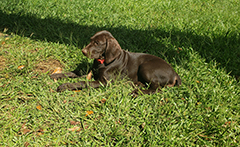 Gaby, Brown GSP puppy at her 12 weeks .. on grass