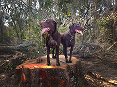 Nusha the elegant Brown Pointer mother