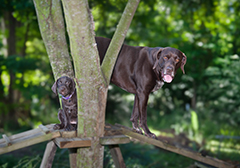 Gosha the majestic Brown Pointer father