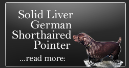 read more: Solid Liver German Shorthaired Pointer | Brown Pointer