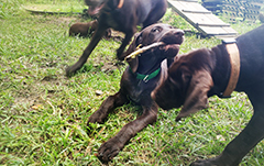 Leo - playing with stick ..