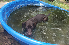 Leo - water activity ...