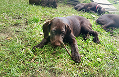 Leo - on grass .. 3 1/2 mo now!!