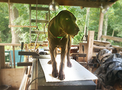Leo the intelligent Brown Pointer puppy