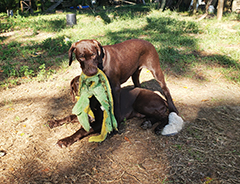Luna (on top) playing with her brother Ace...!!