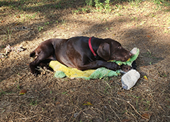 Luna ..posing on grass..!!