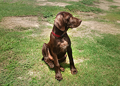 Luna the gentle Brown Pointer puppy