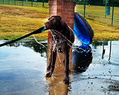Luna loves to play with water from garden hose..!!