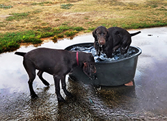 Luna and Alice enjoying water playing..!!