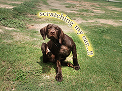 Luna ** scratch my ear ...!!