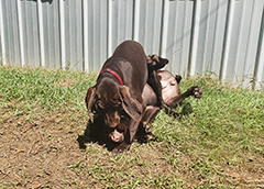 Luna wrestling with her brother Ace...!!