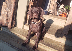 Marcus the handsome Brown Pointer puppy