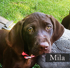 Mila the charming Brown Pointer puppy