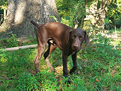 Remi walking in the yard on grassy arae ..