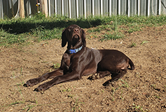 Remi the sweet Brown Pointer puppy