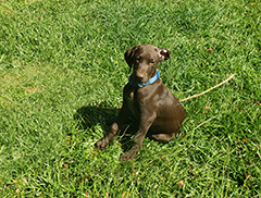 Remi - posing on grass..