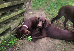 Remi - Digging holes can be a fun and educational activity...